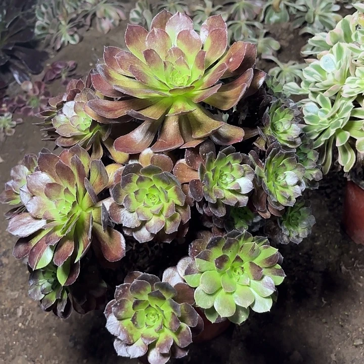 多肉植物法师黑美人26