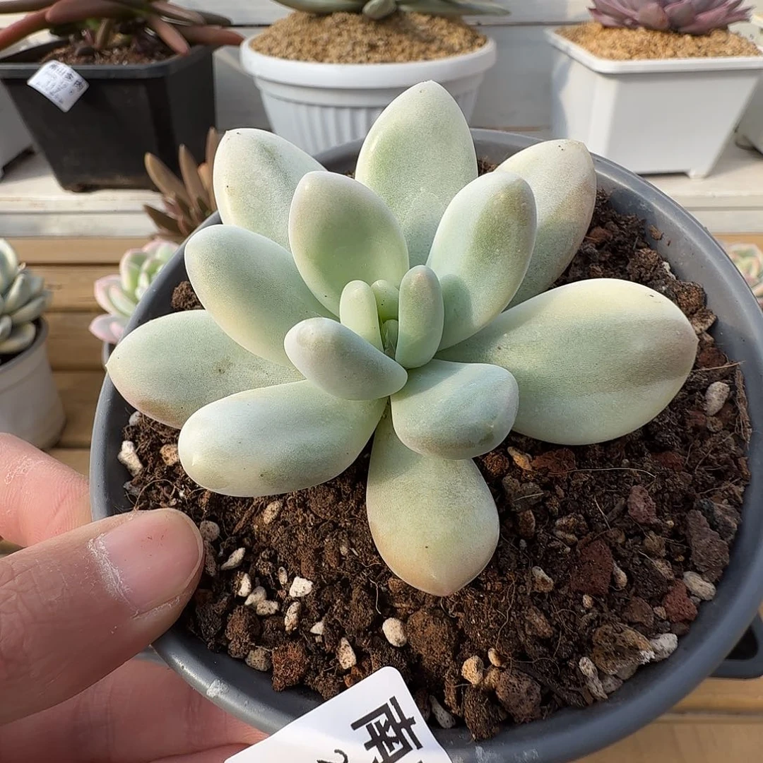 新香水锦1111126-59
