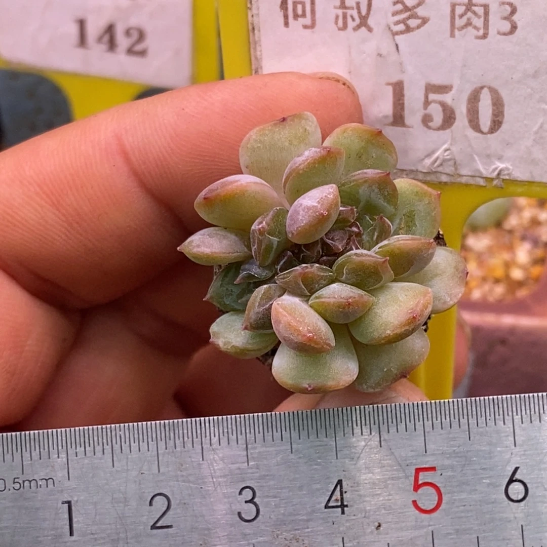 3150红恋缀多肉……