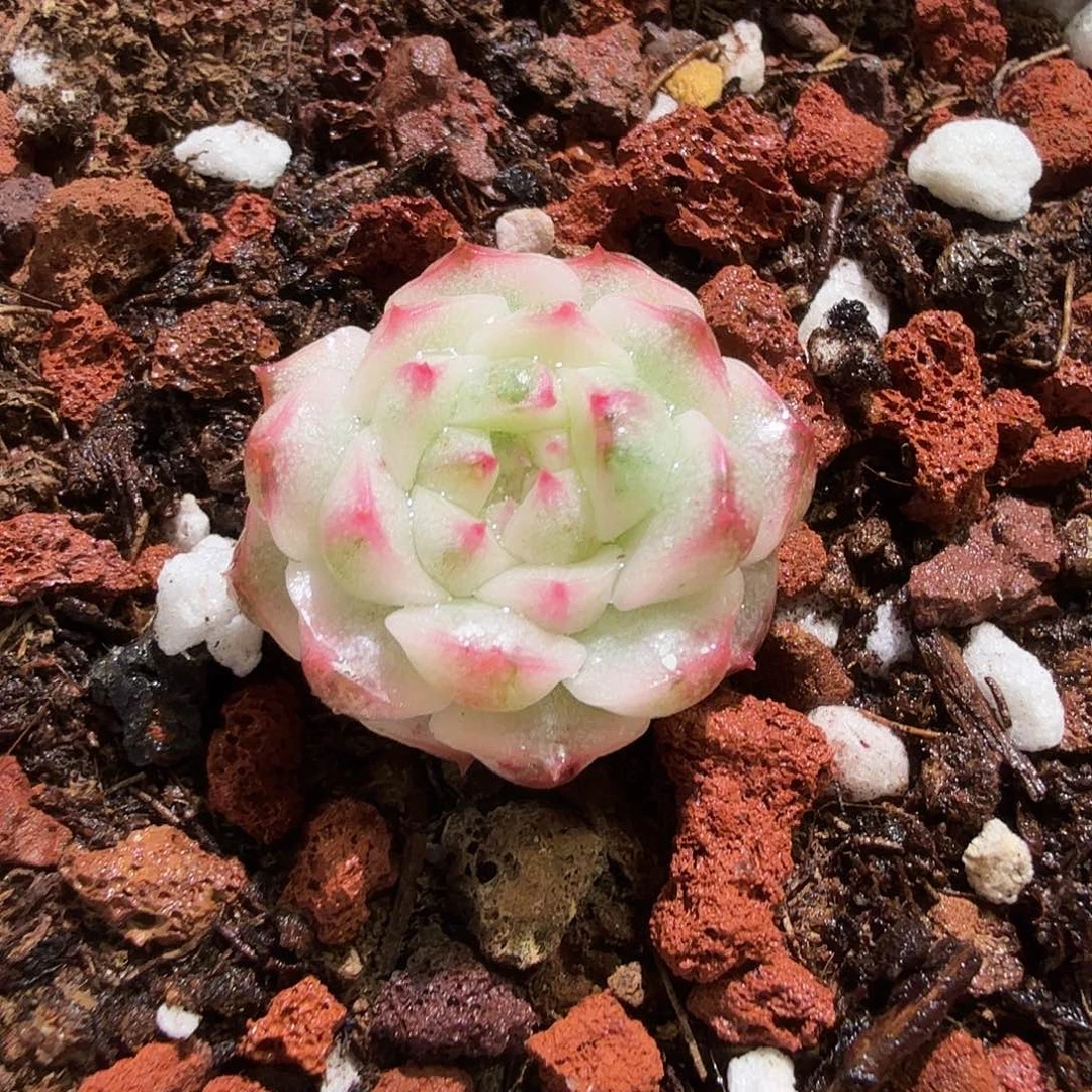 糯米团子锦，多肉植物