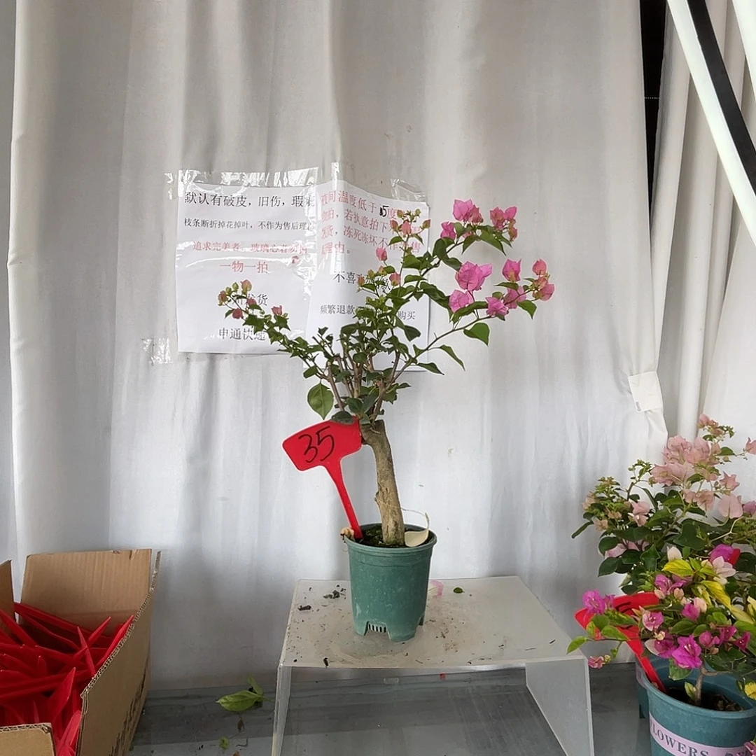 当前无花栽培后可以开花35红粉佳人清货价