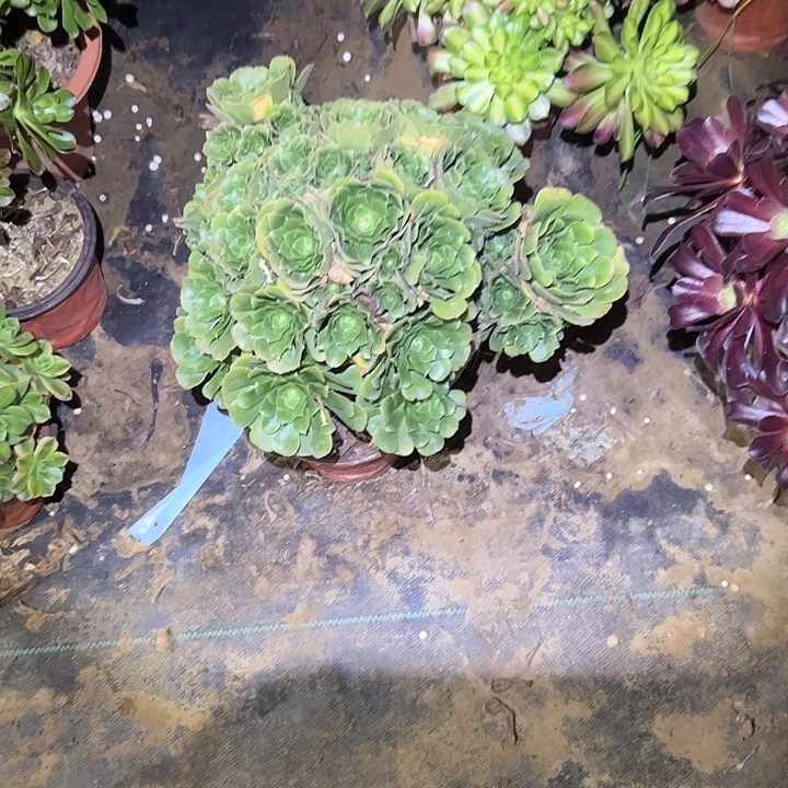 多肉法师植物链接18