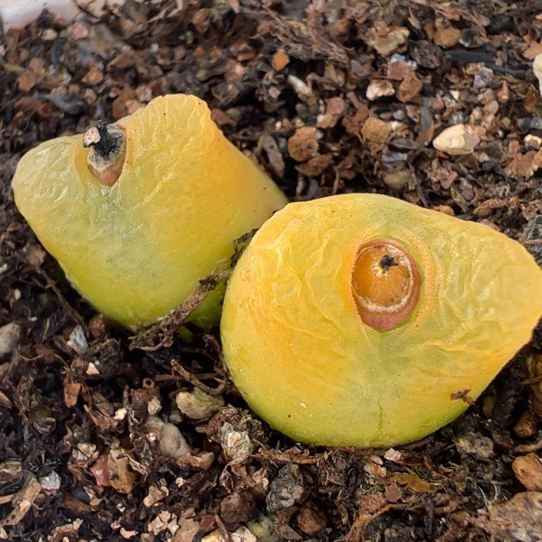 毛安贞多肉植物百科1