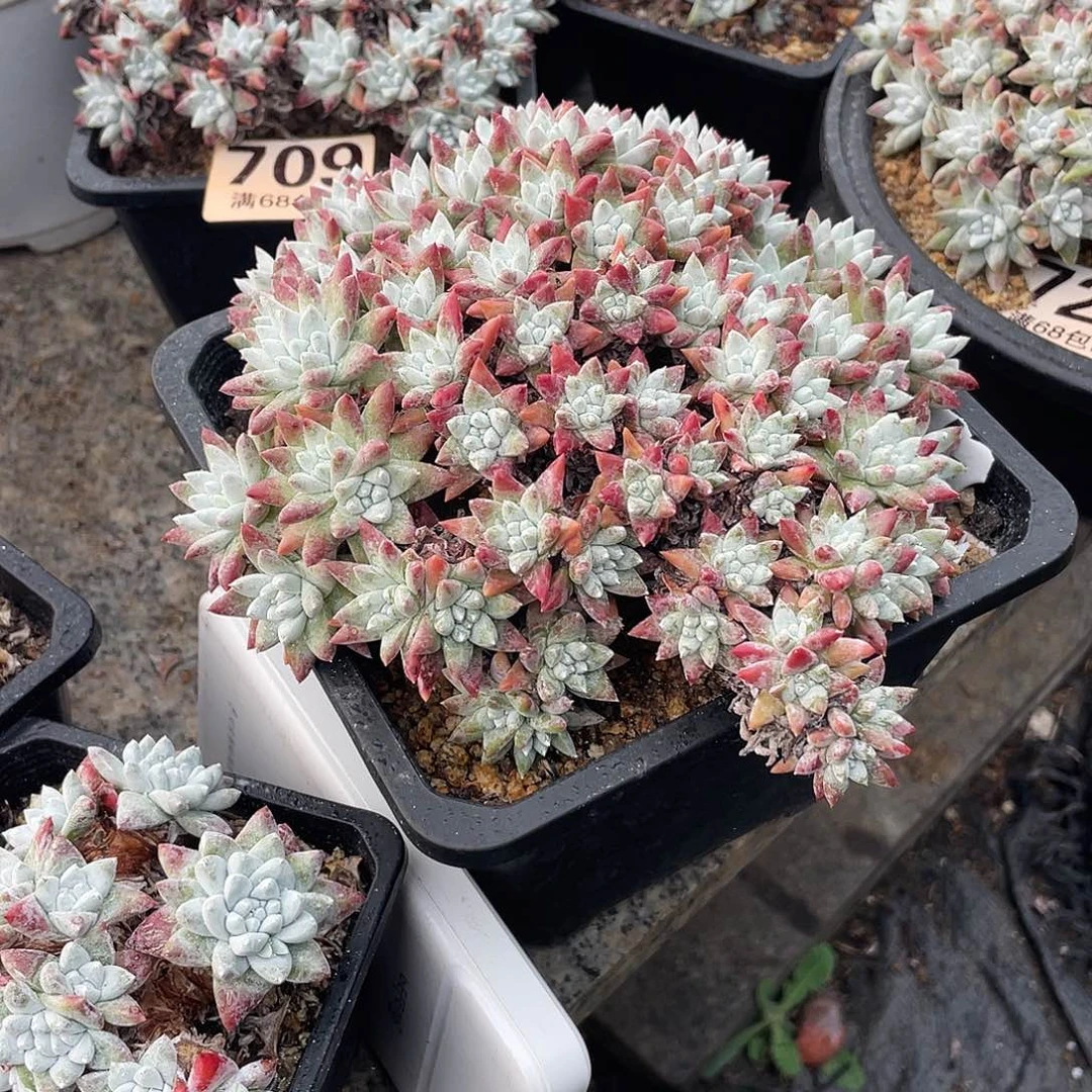 晨溪园艺仙女杯呀