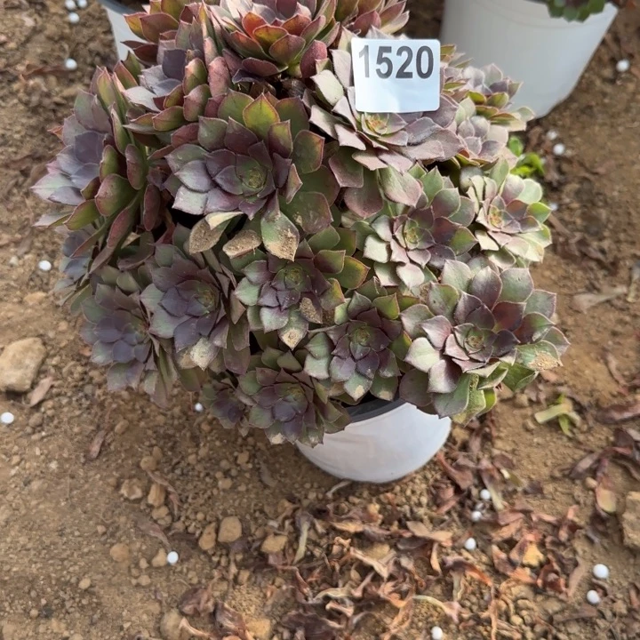 1520桃花石清棚处理不包断枝