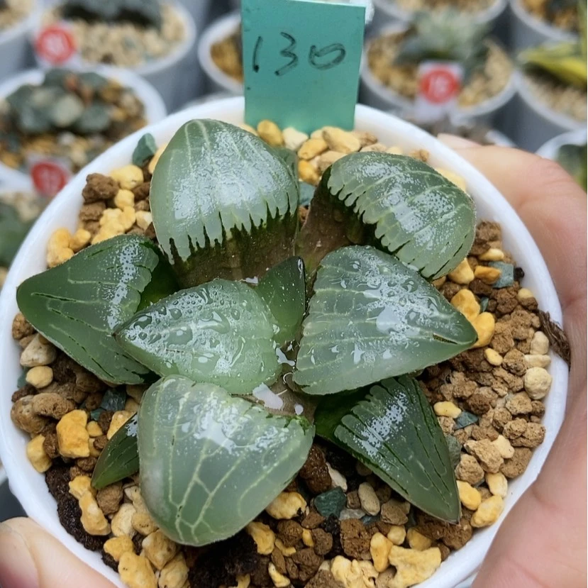 【闪购商品】鸭****茶130糯阿