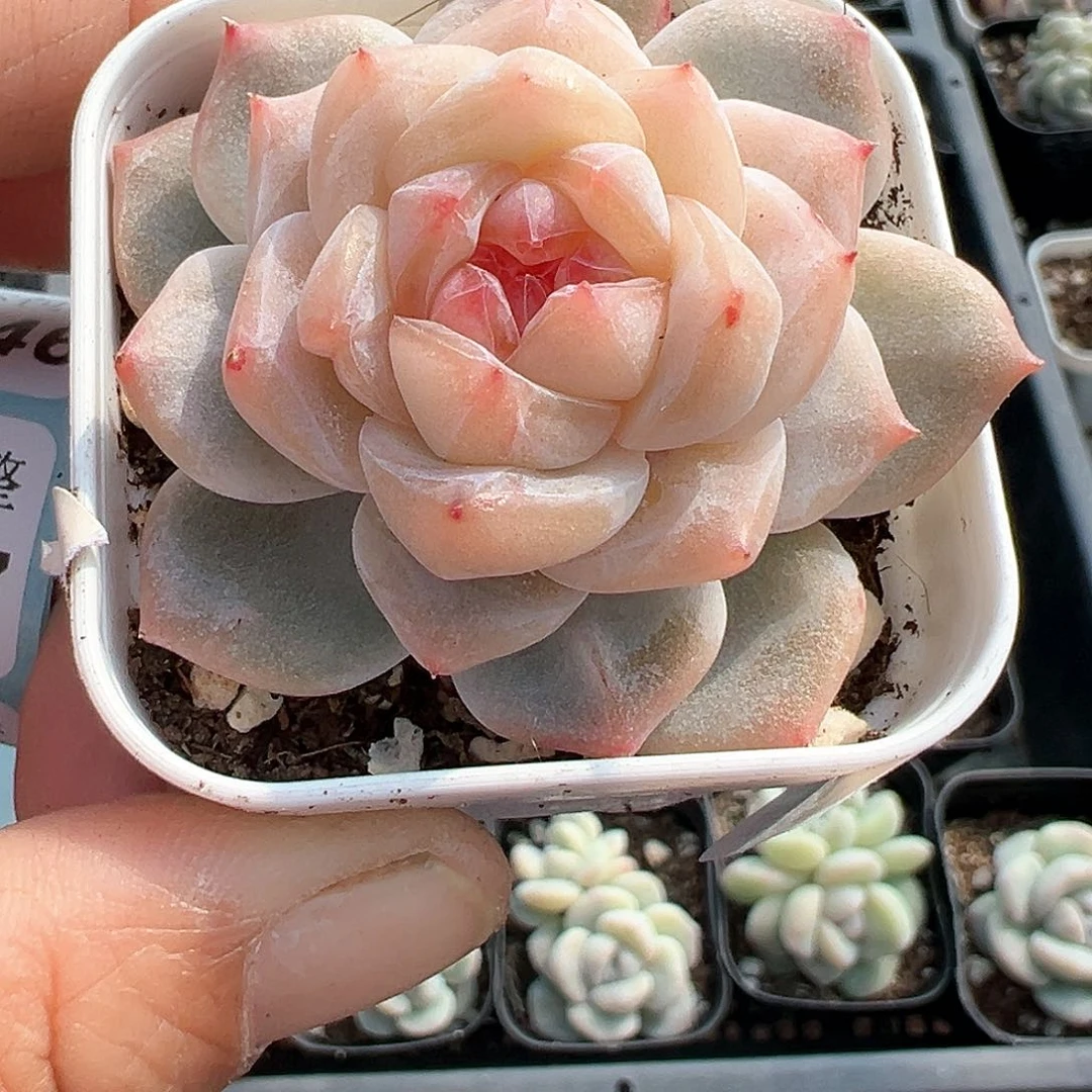 小卡拉米糖心一物一拍10-45