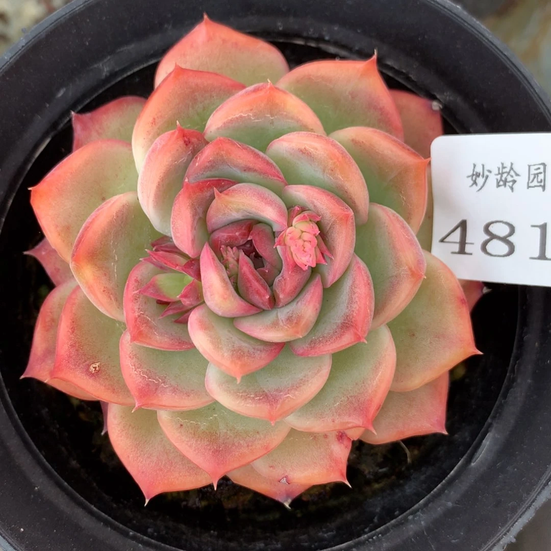 4810杂交多肉老桩