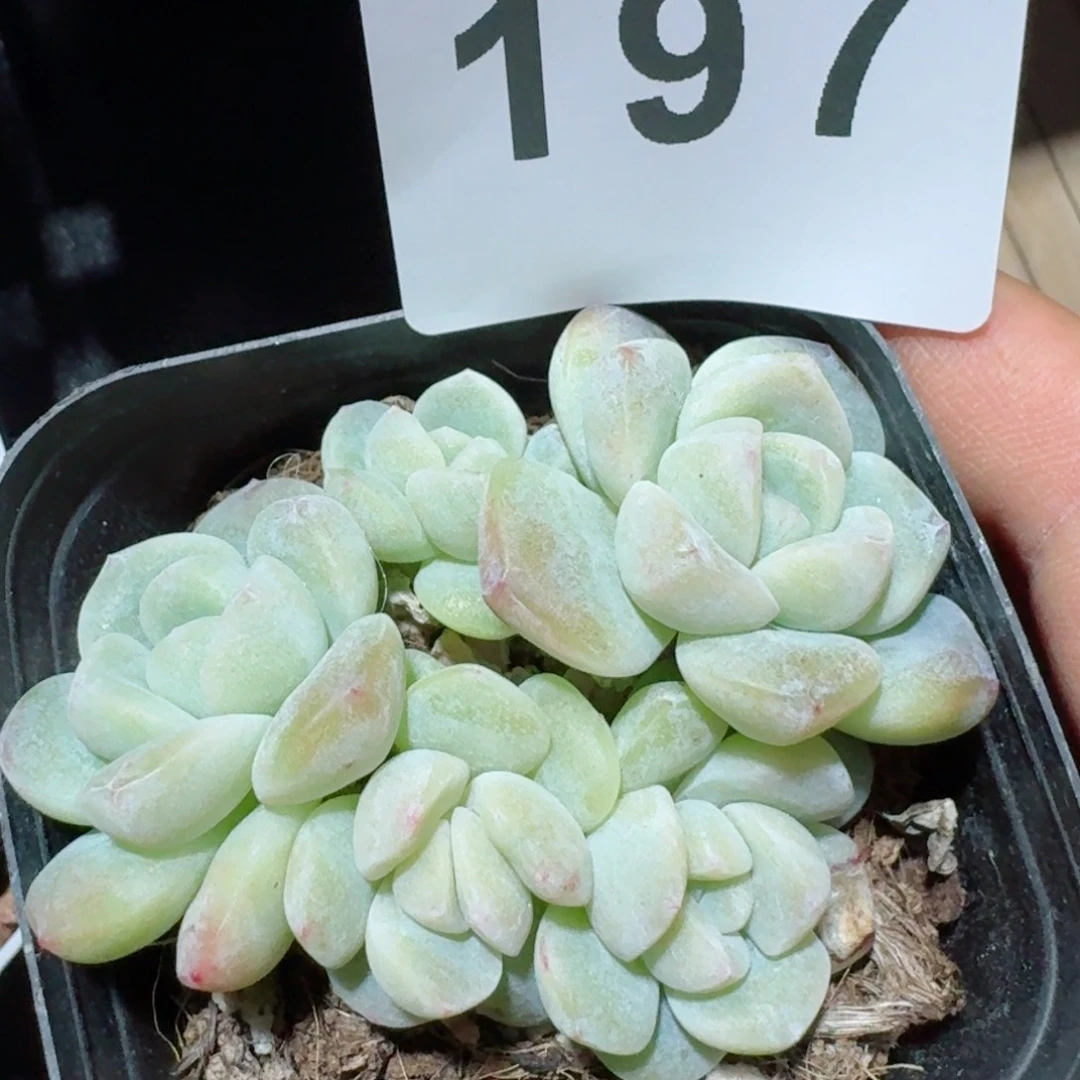 冰玉群生整装无砍