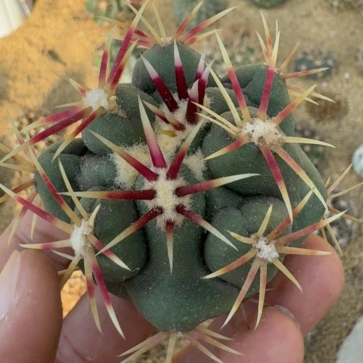 大红鹰微根66666666