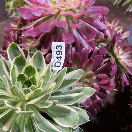 莉**2多肉植物两个