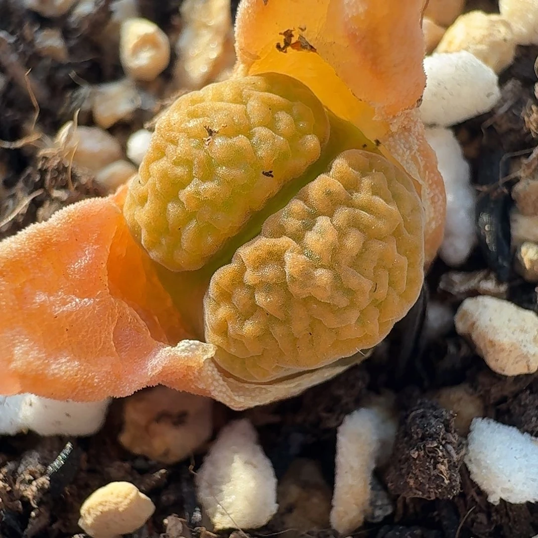 老马生石花磁铁1517