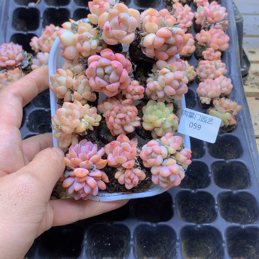 我要去看你了啊我059
