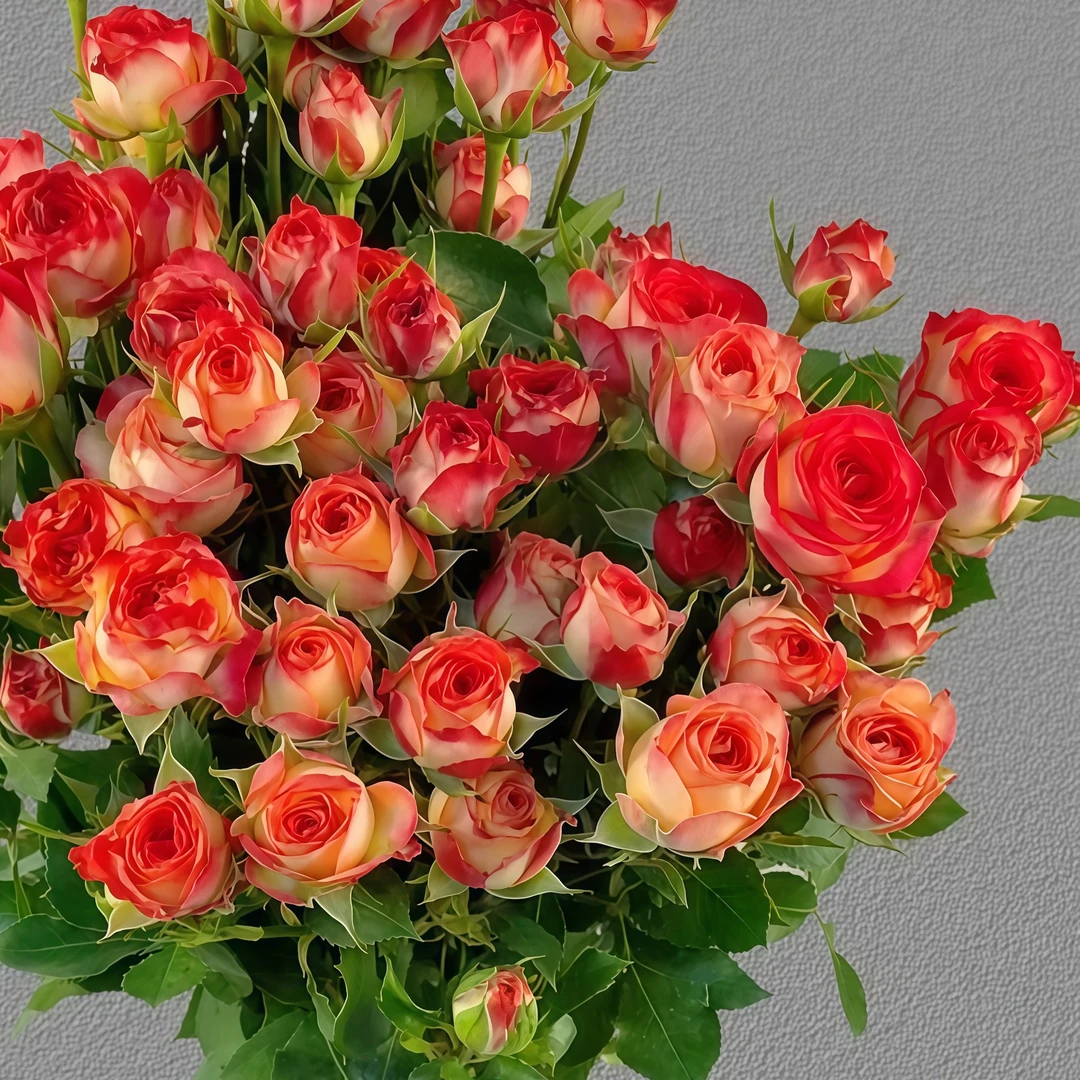 爱丽丝多头玫瑰云南鲜花基地直发，两单包邮A/B级鲜切玫瑰10支装