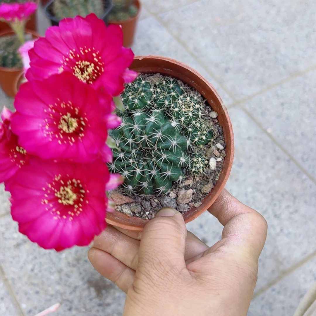 下102丽花根软4公分左右脱土掰花发货