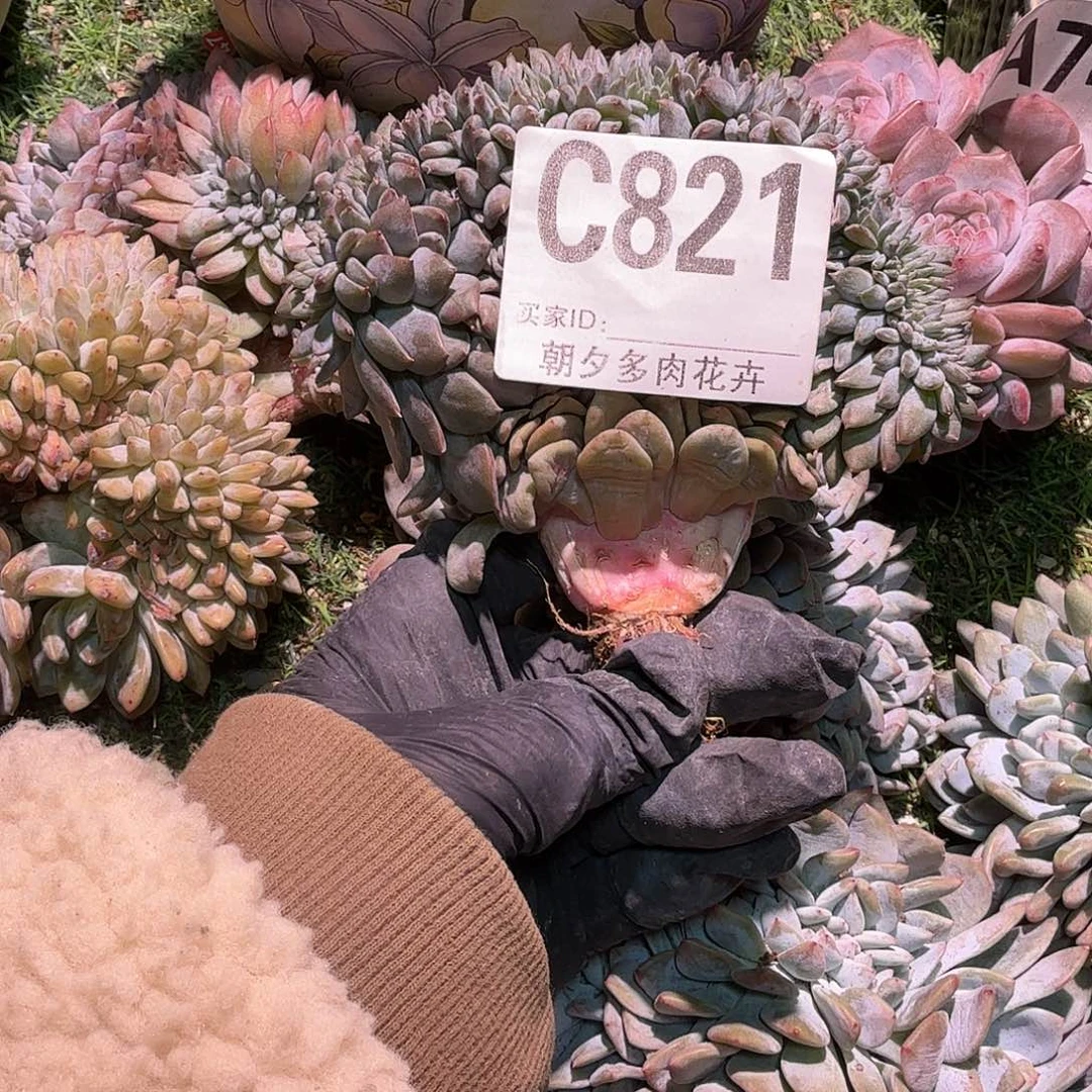 顺***张星影缀化呀呀呀呀