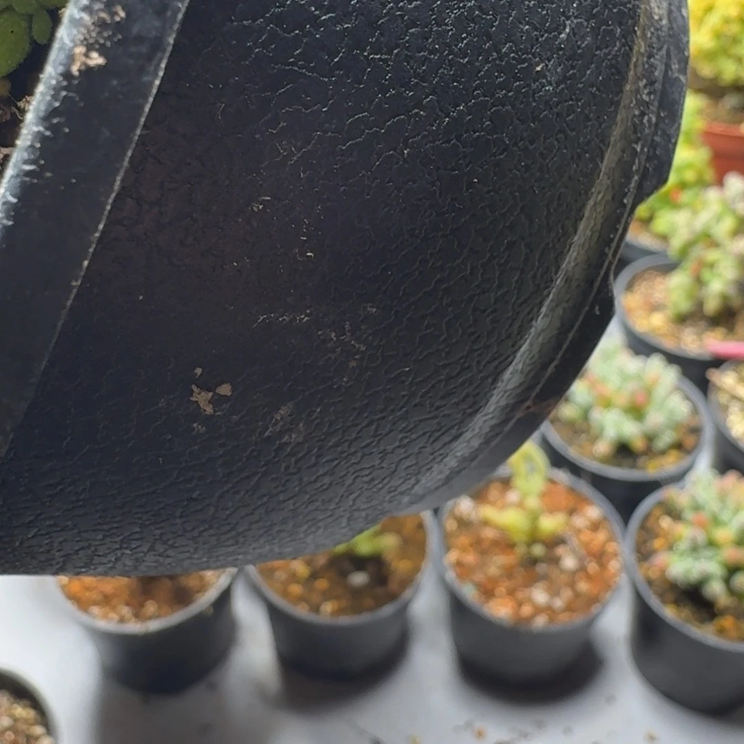 刘*在蜜橘 多肉植物枝干