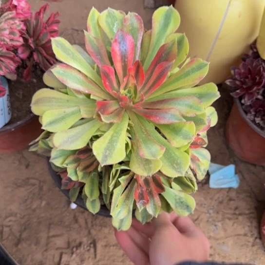 洛神法师9.9脱土发货