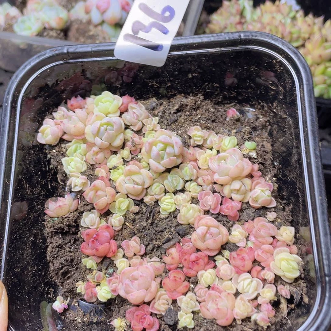 多肉植物多肉植物136
