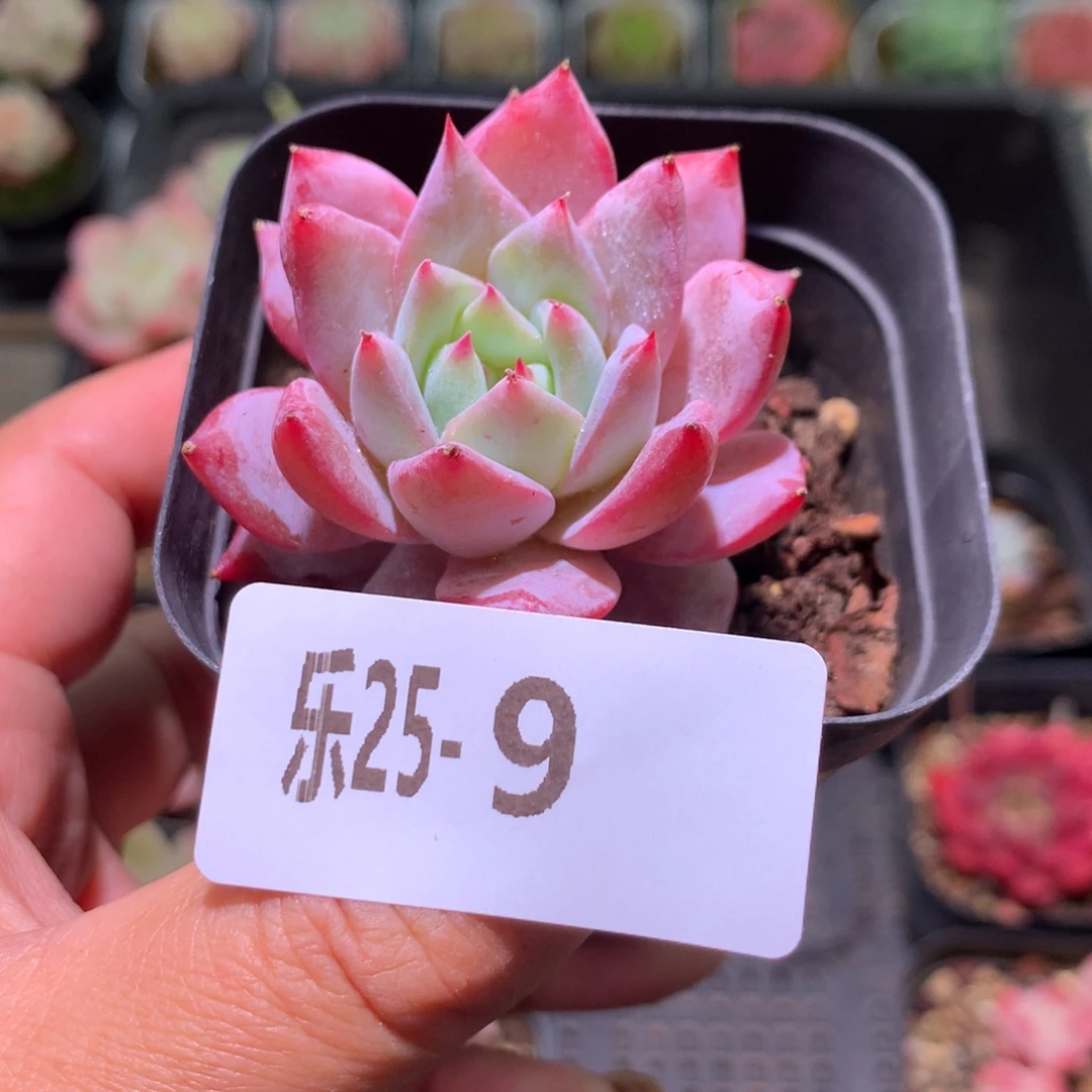 乐然25-9 粉蓝鸟