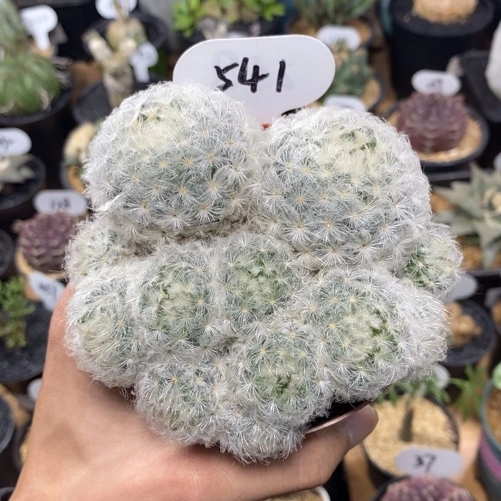 群生白星541号10.5cm
