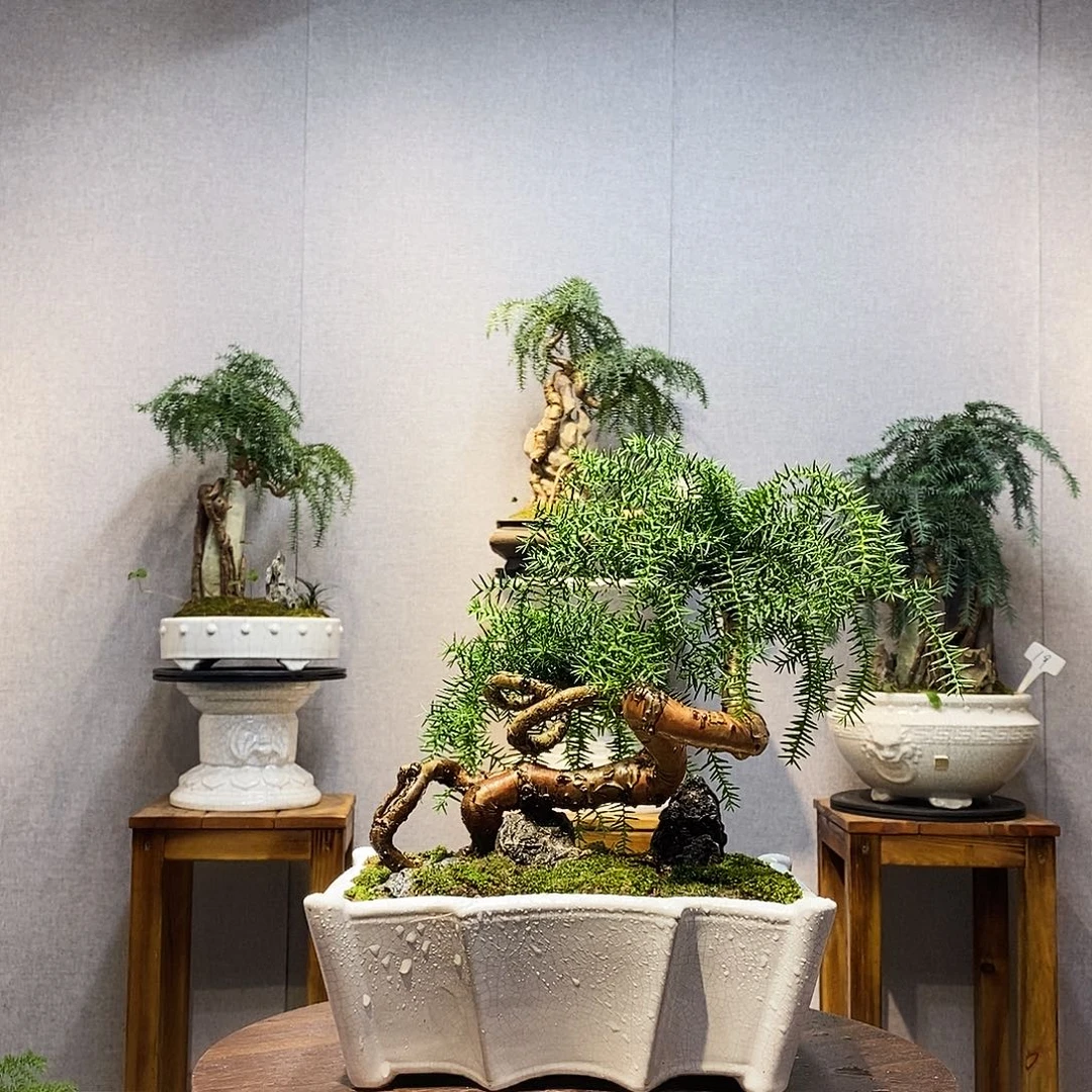 妙***吖无花朵澳洲杉1111