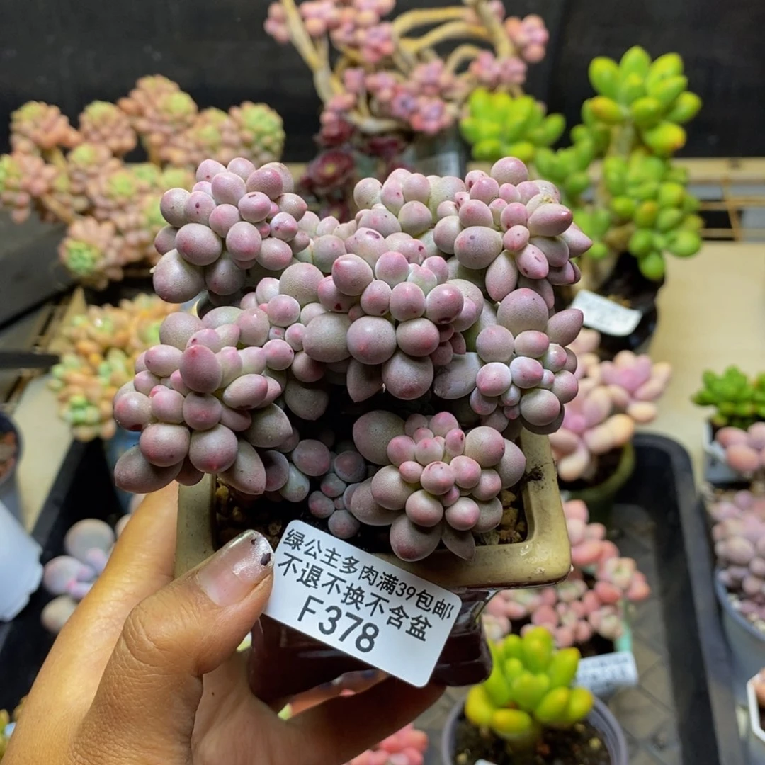 378香水手指奶多肉8c m