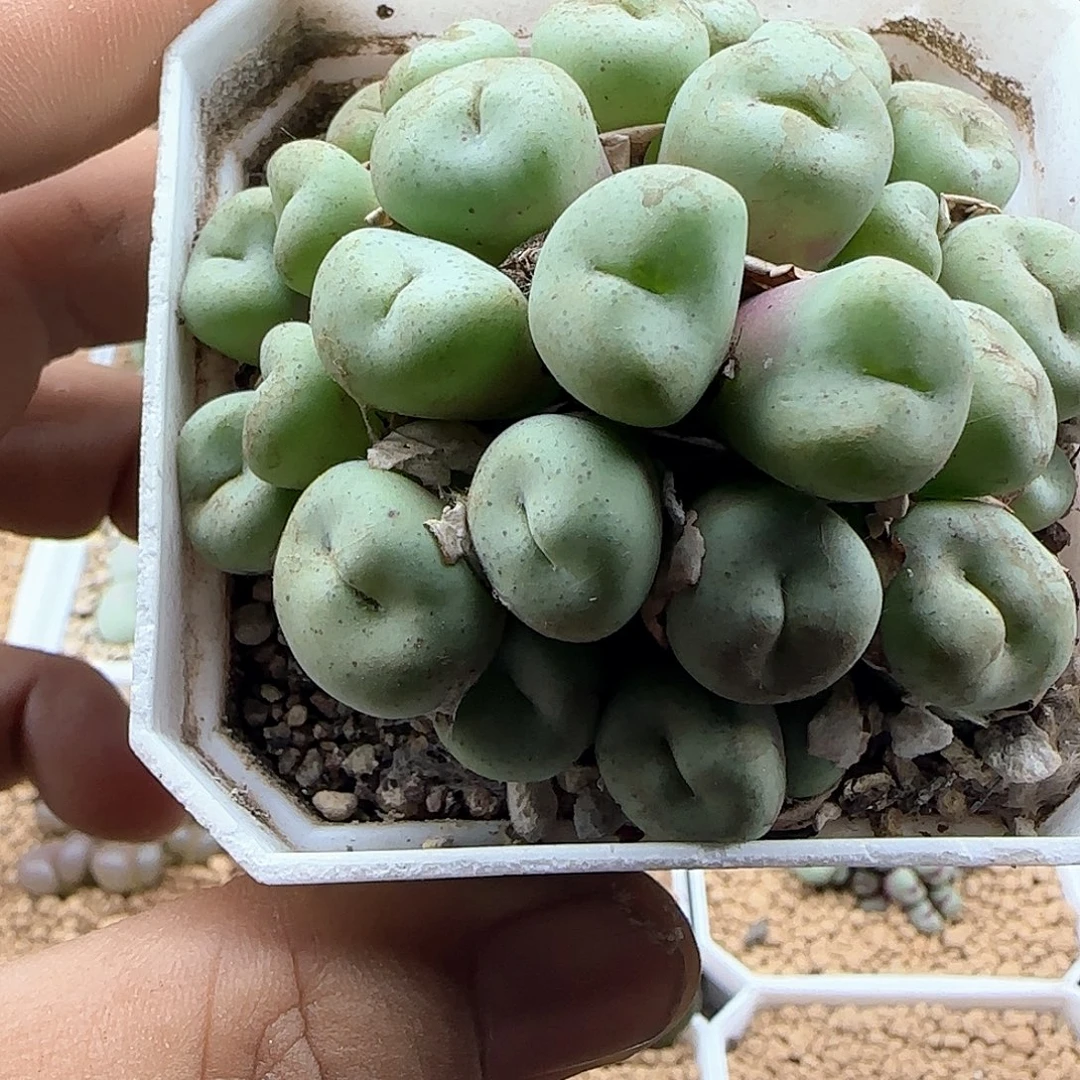 蓝***莉哈哈哈哈哈哈哈47839
