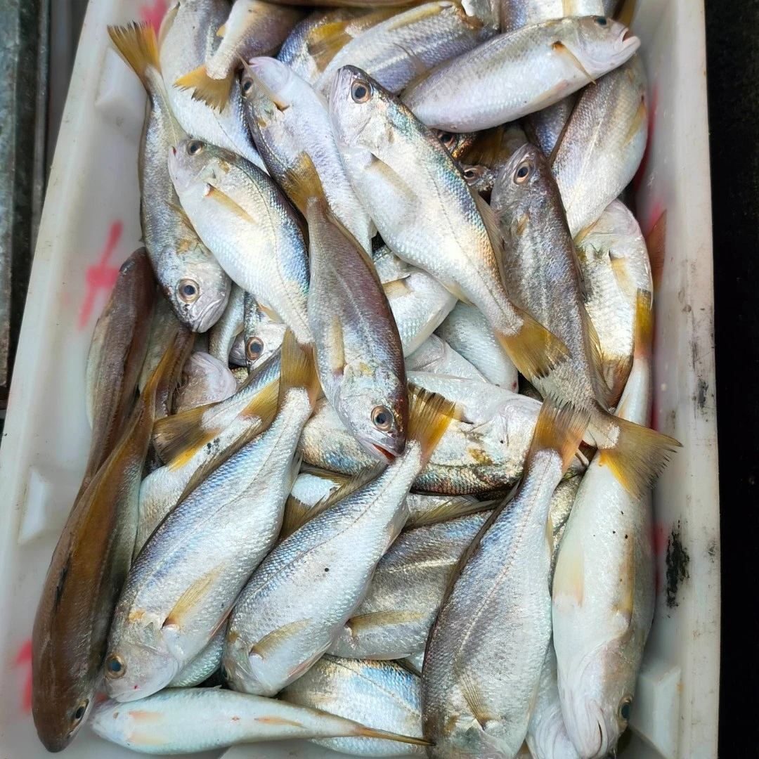 博贺渔港海小杂鱼3斤两种及其以上