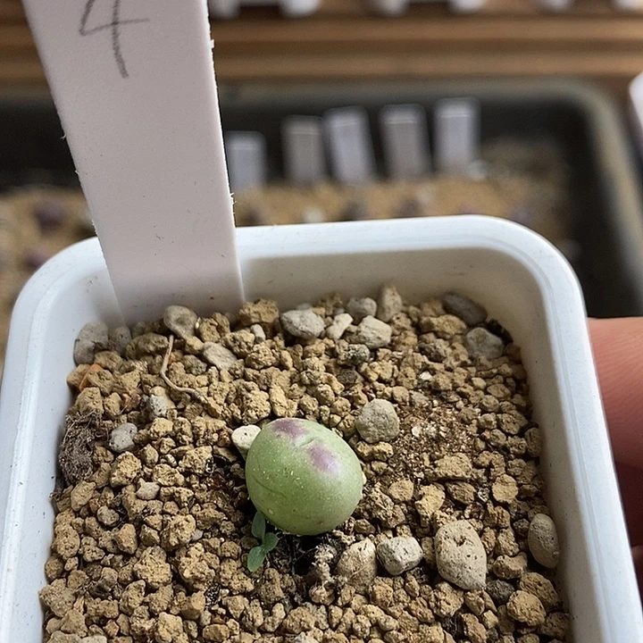 大枪皮卡丘少将杂拉登