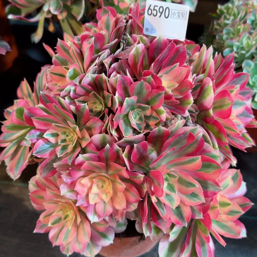 6590多肉粉女巫多肉多肉