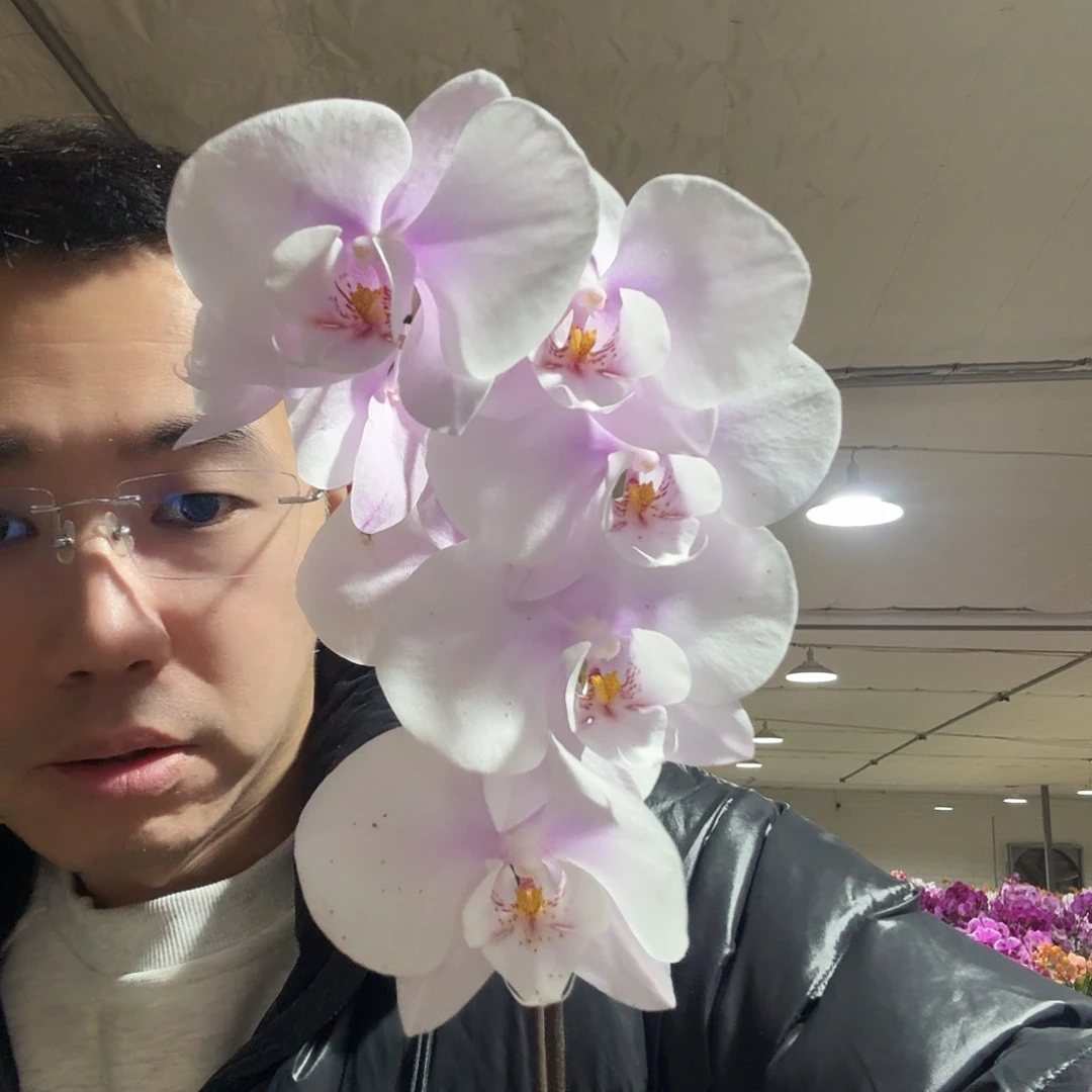 完全开放阿尔提亚2颗装浮力套餐