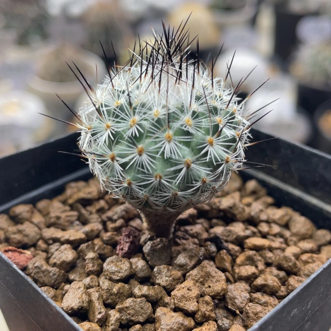 赤花美针玉      实生根