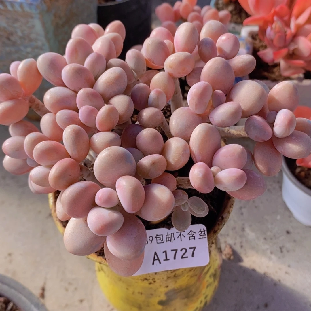 糖果桃蛋老桩13cm1727多肉植物