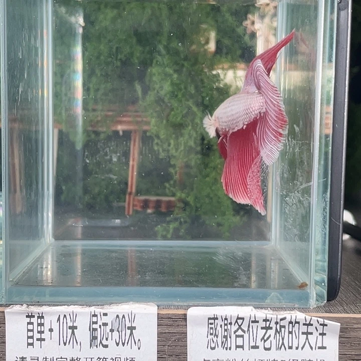 斗鱼活体不退不换谢谢