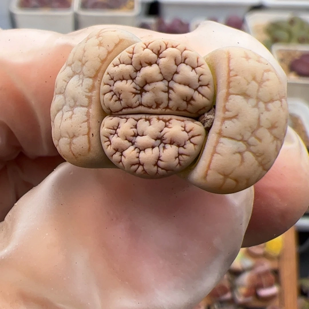 c****m01048号 374多肉植物