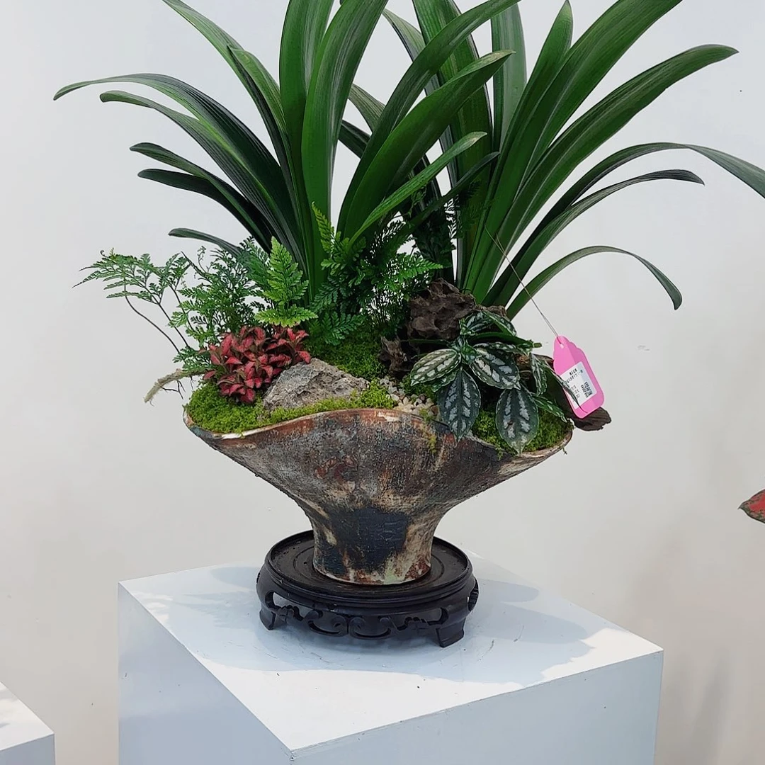 无花朵高端艺术盆景一物一拍