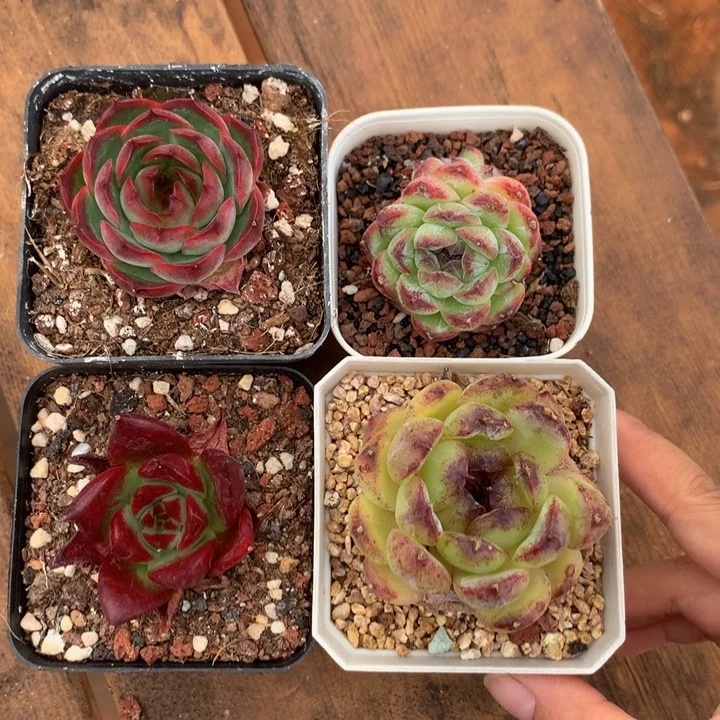 精控多肉一物一拍