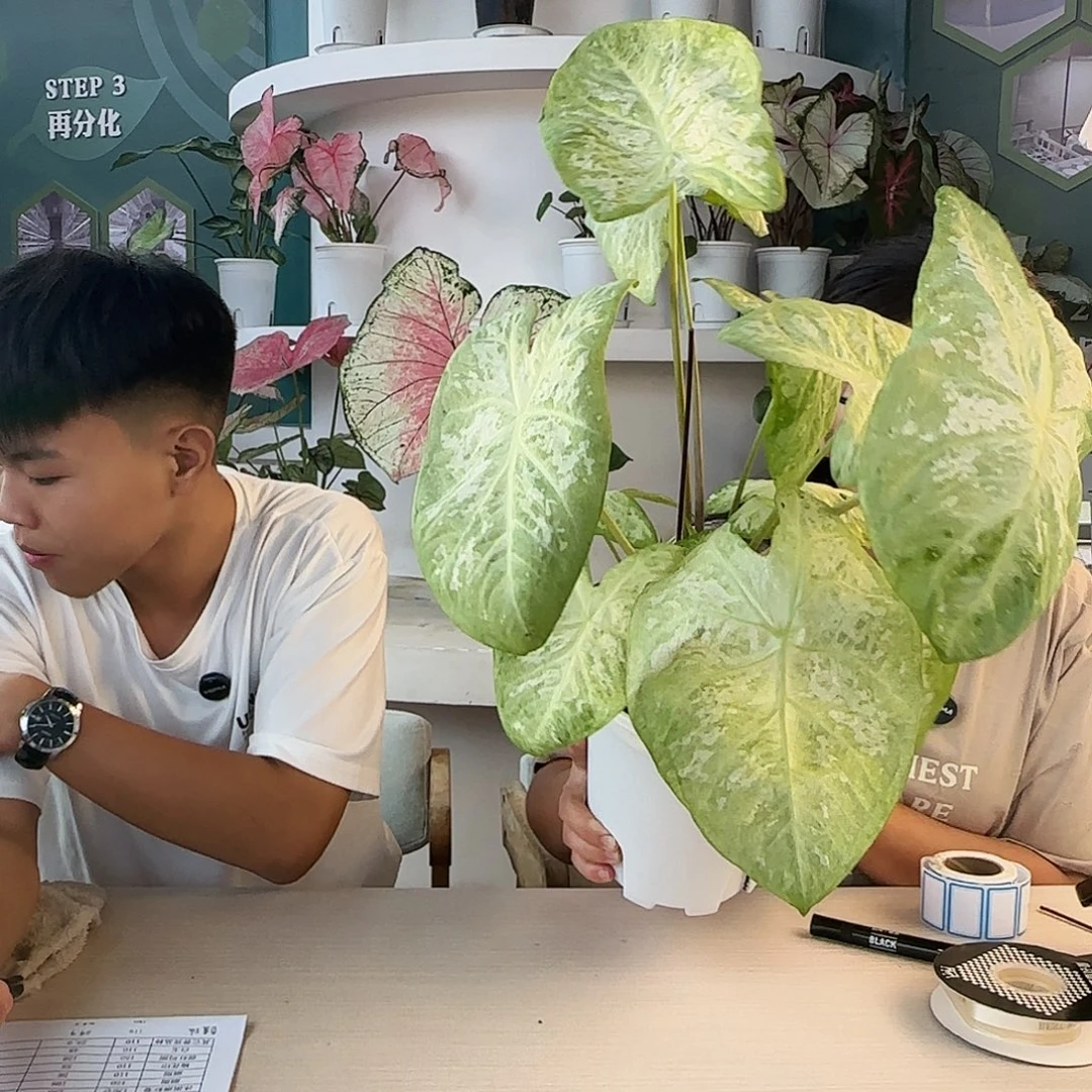 完全开放B18大如烟不包叶损不包球大小