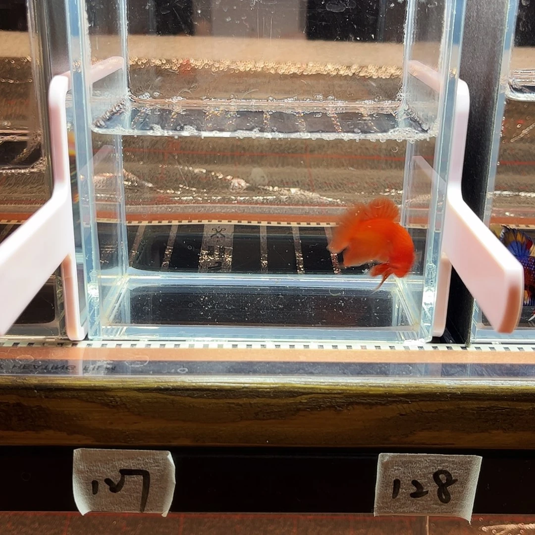 海水鱼宙斯斗鱼竞拍1226