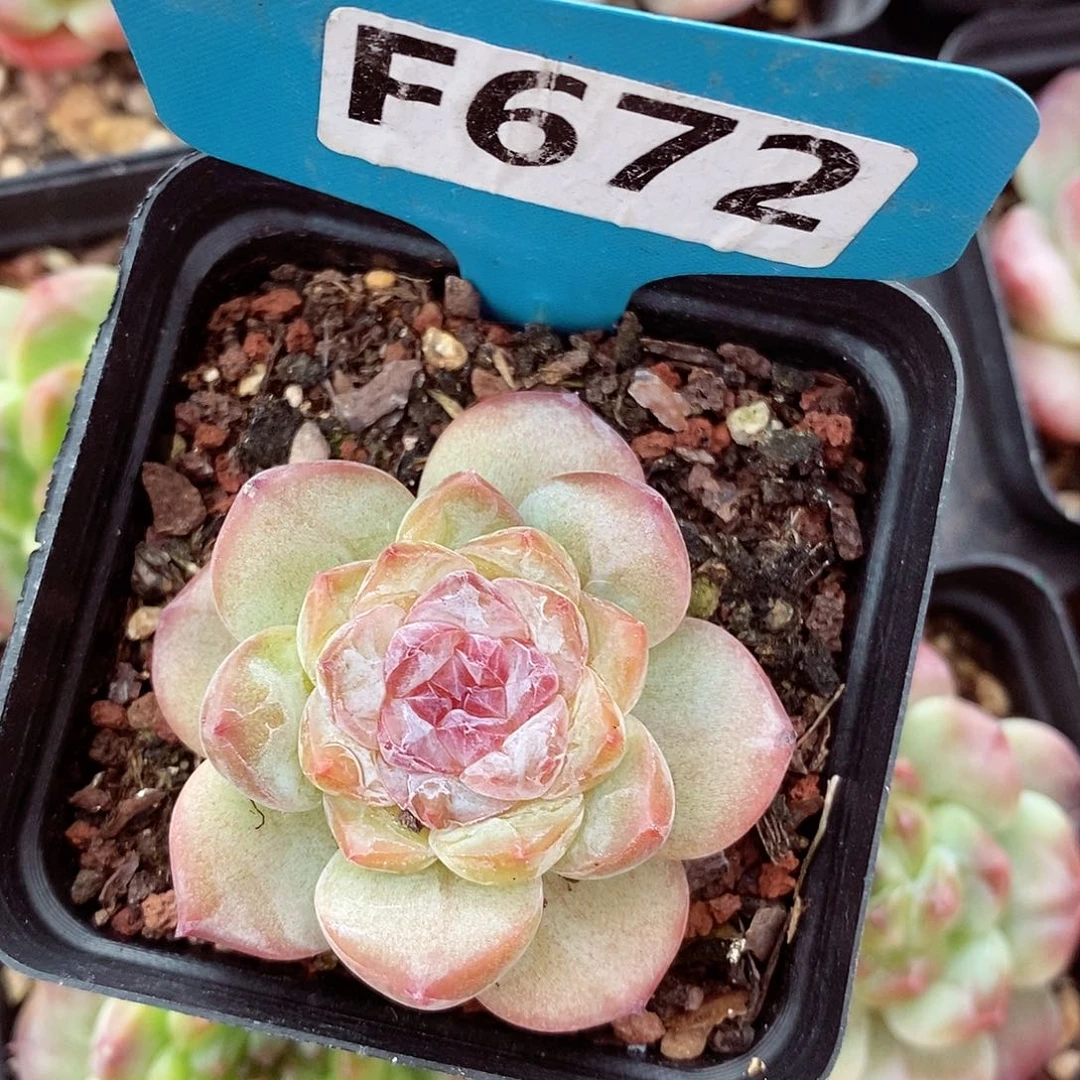 粉钻5-6cm多肉植物