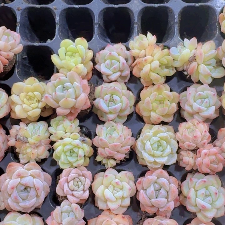 天之蓝多两米两个