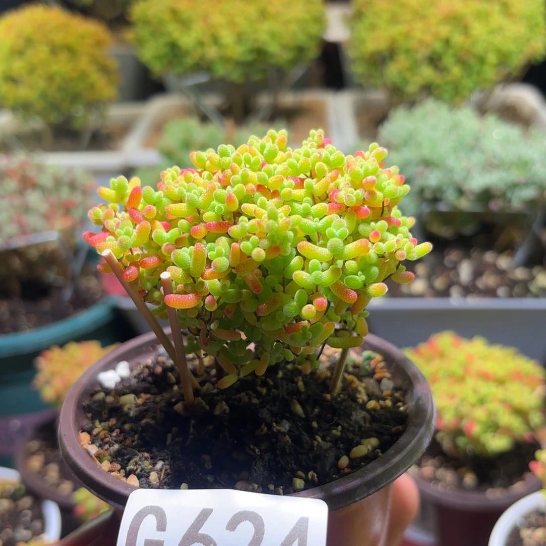 枝干番杏密橘糖球G624