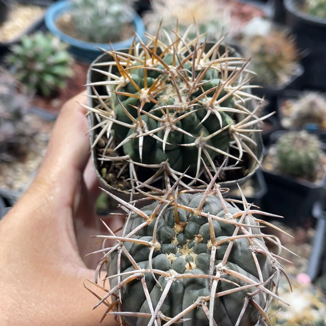 【闪购商品】组合实生66666