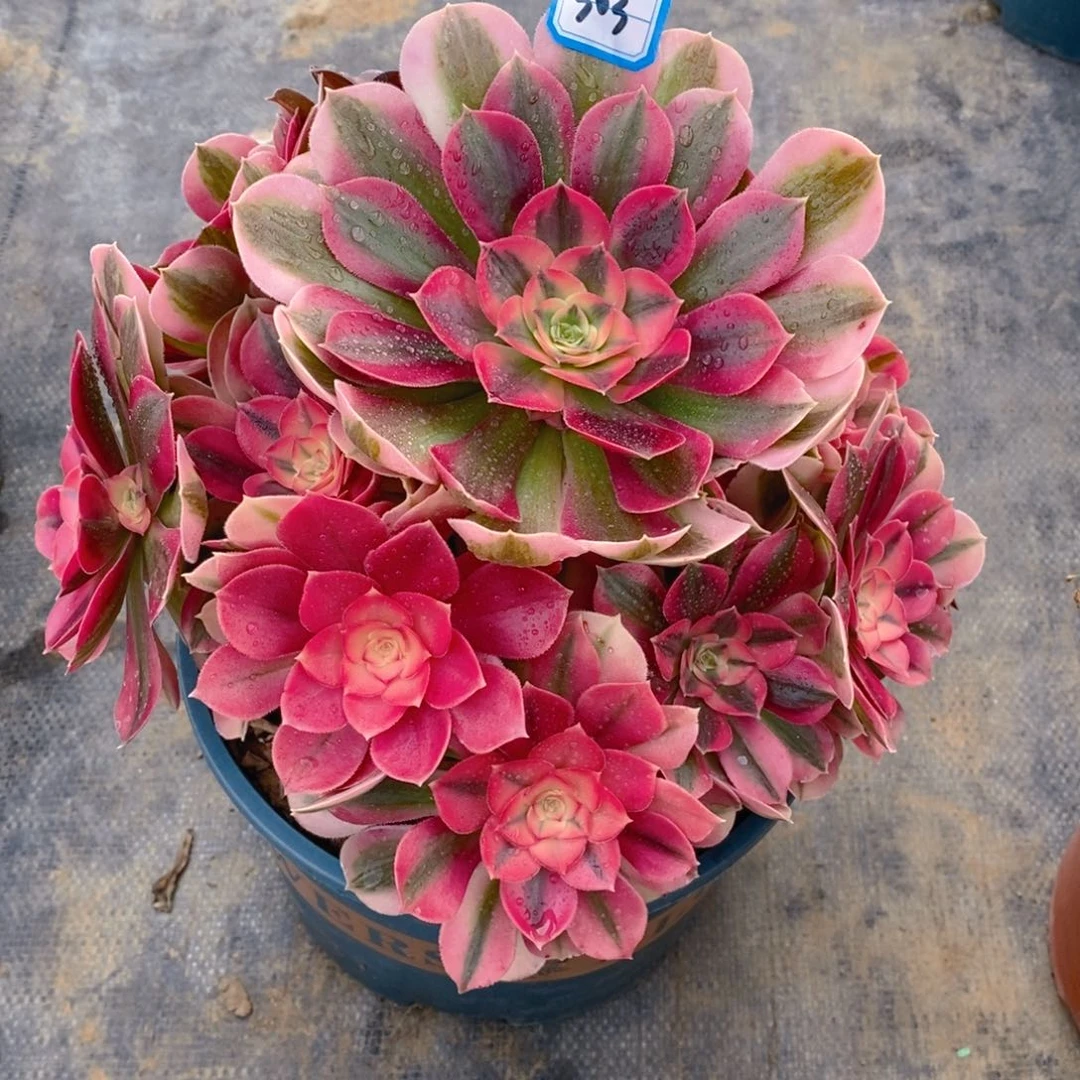 303粉女巫多肉法师