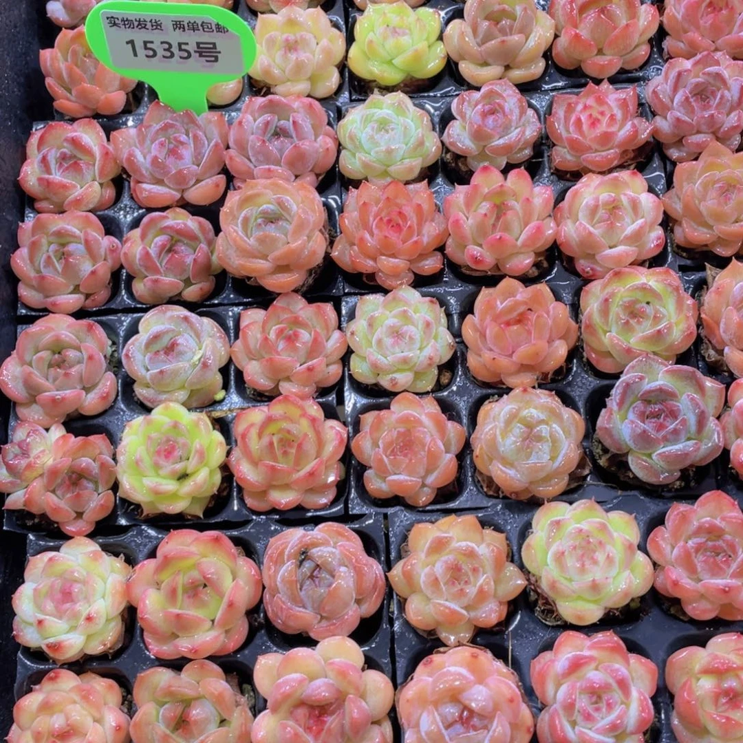 1535号 开播福利七彩珍妮精品六颗