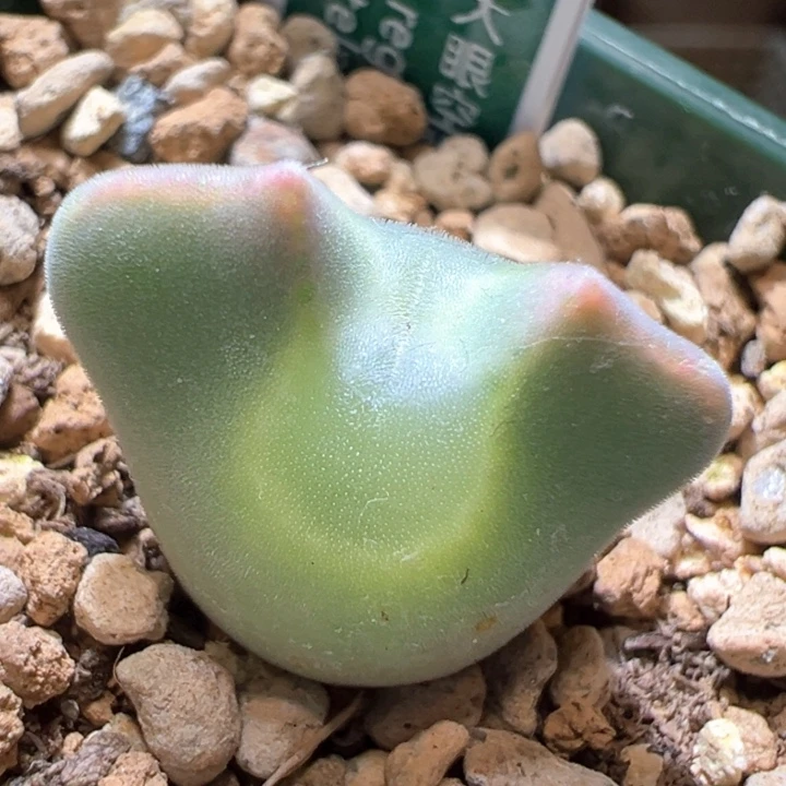 914。 青蛙种源优选三年大大眼空蝉。