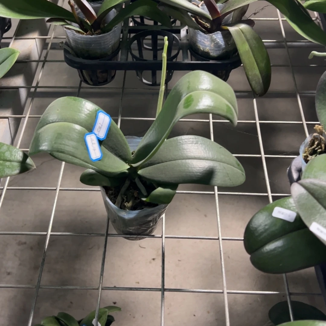 当前无花栽培后可以开花047巧克力带剑微瑕疵凑单发货