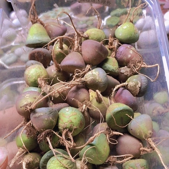 无花朵0690，彩色日轮有点干50棵老皮微瑕1.5-2厘米