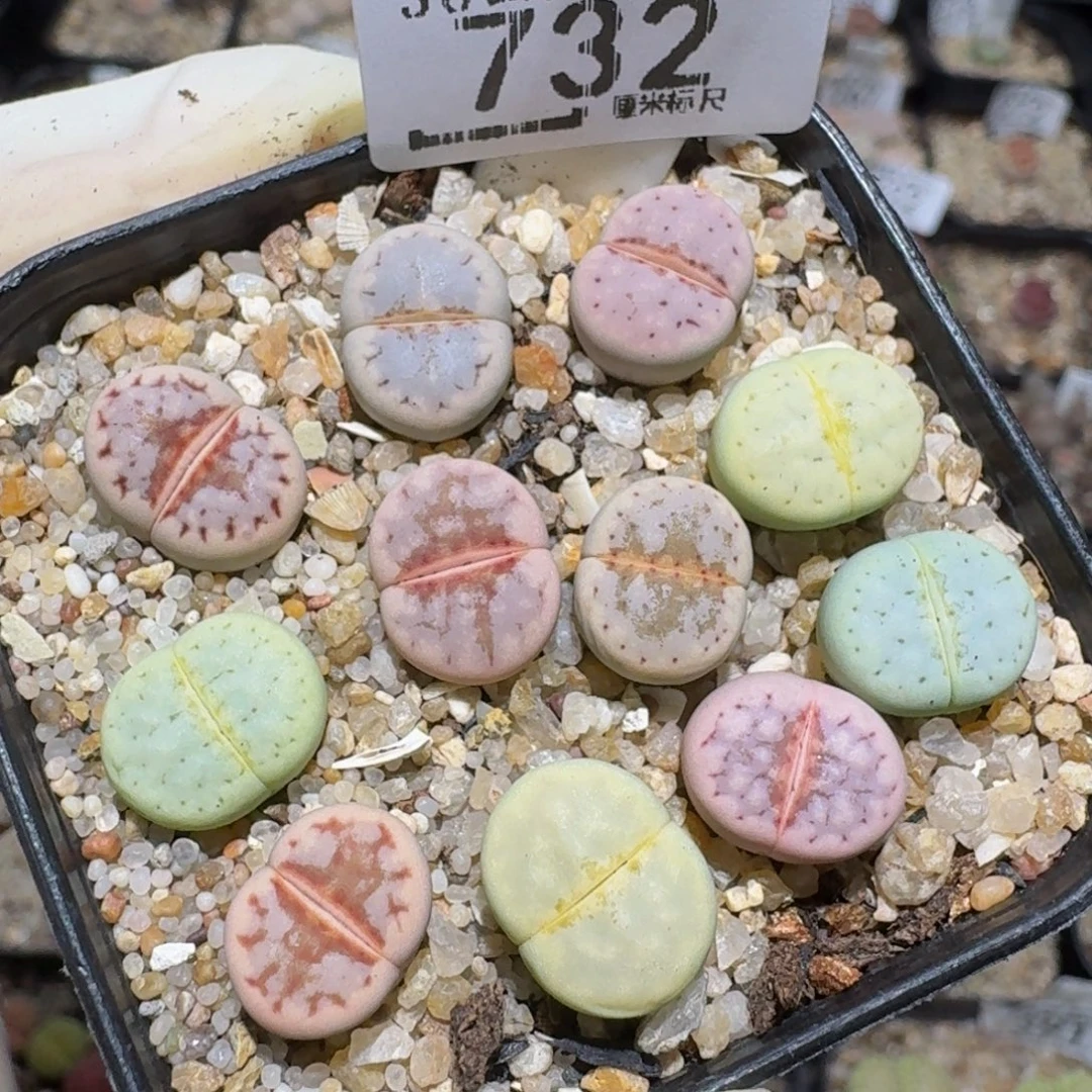 zzzzz精品生石花732